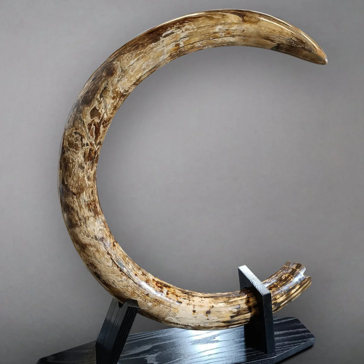 Woolly Mammoth Tusk - 9' long, 100 lbs. - Image 3