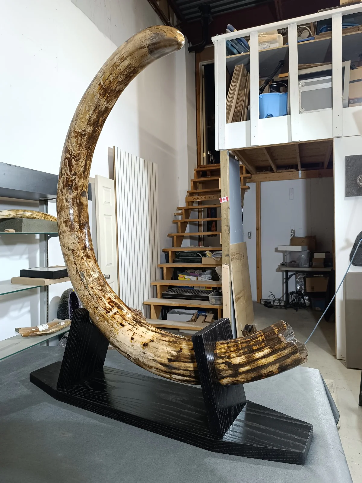 Woolly Mammoth Tusk - 9' long, 100 lbs. - Image 4