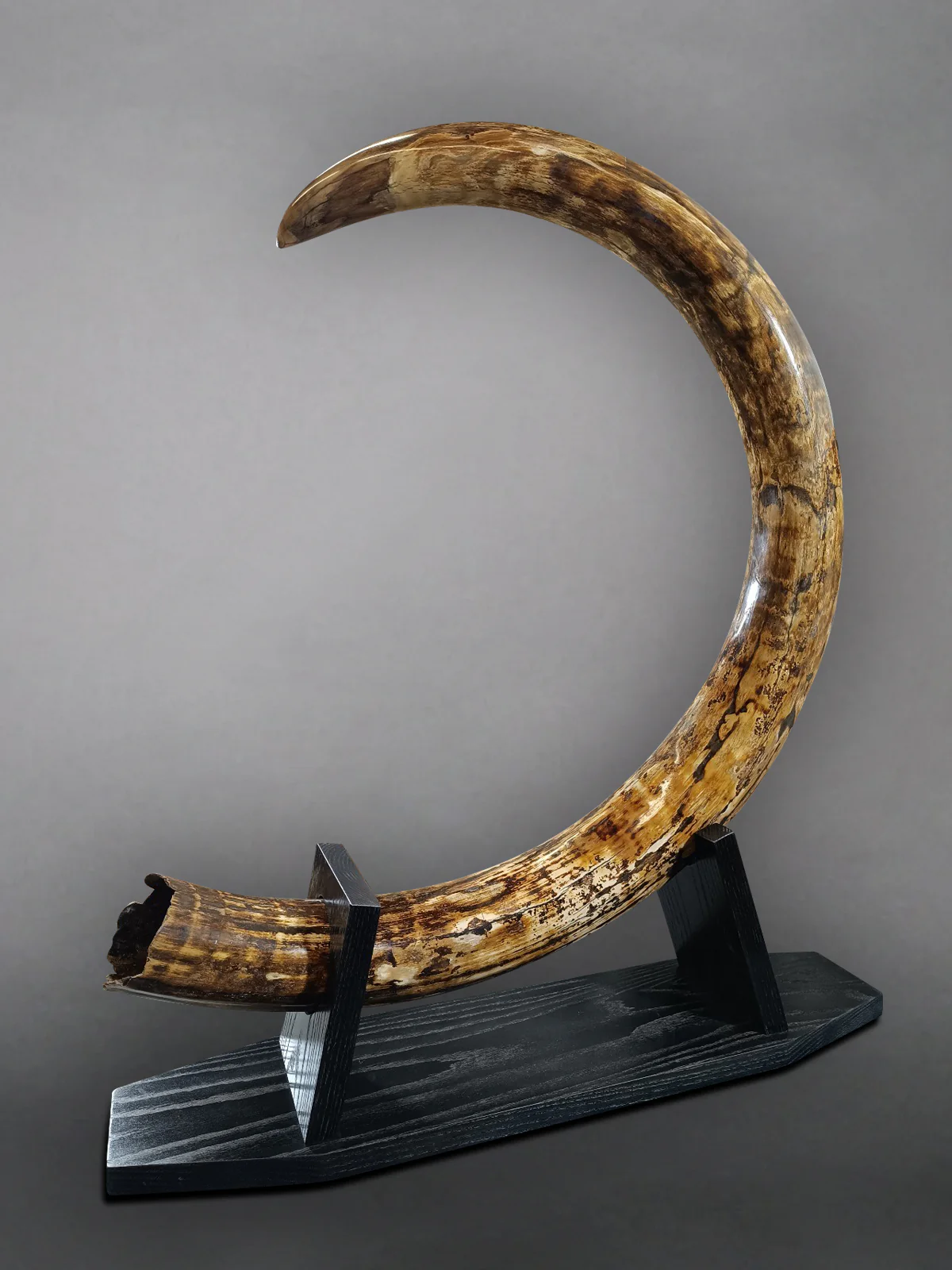 Woolly Mammoth Tusk - 9' long, 100 lbs. - Image 5