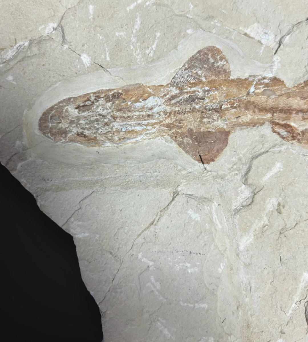 Marine Fossil Association Featuring 10” Shark - Image 3