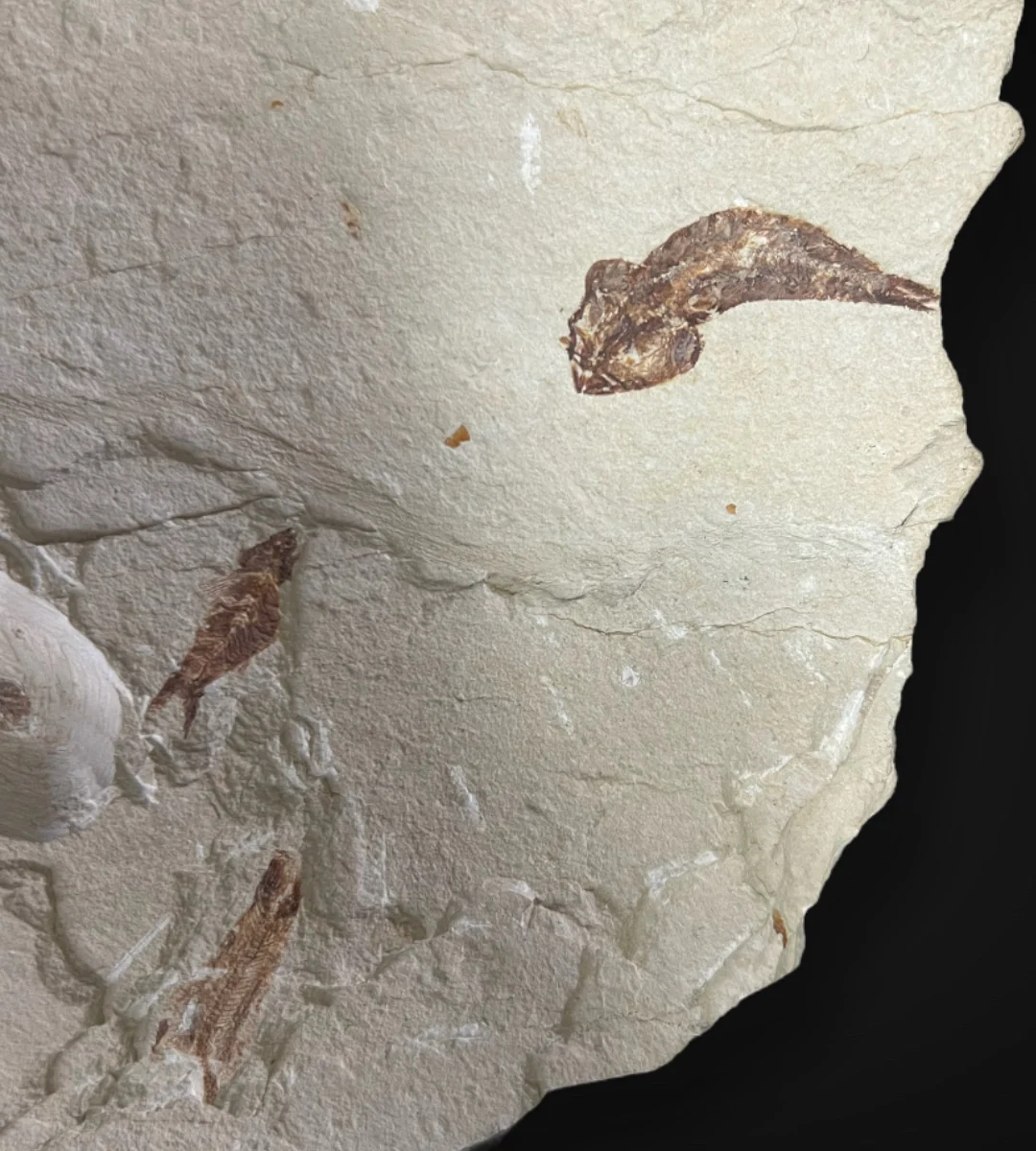 Marine Fossil Association Featuring 10” Shark - Image 4