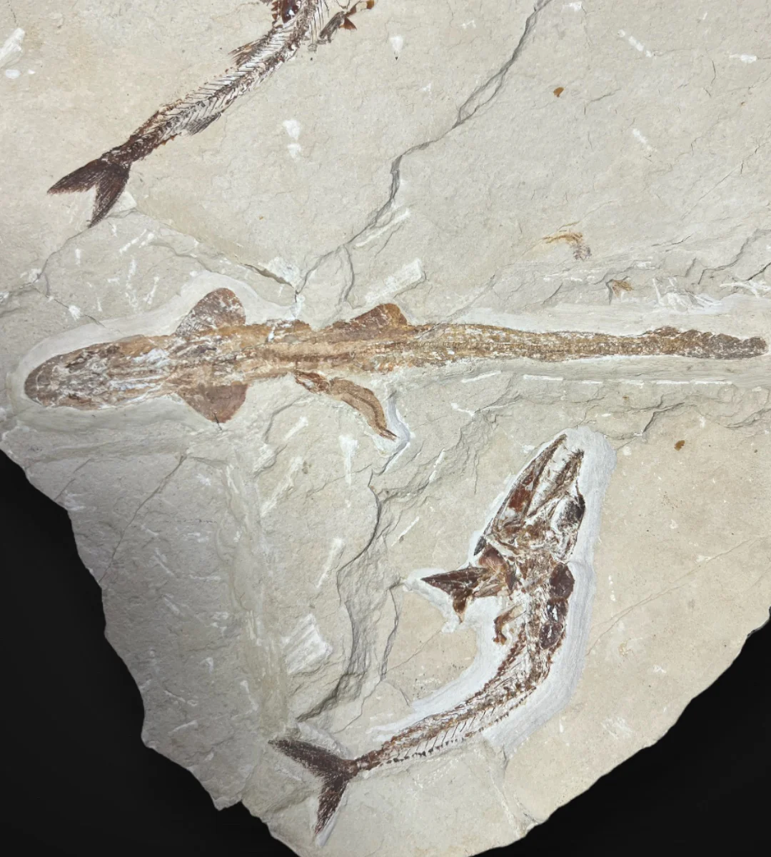 Marine Fossil Association Featuring 10” Shark - Image 5