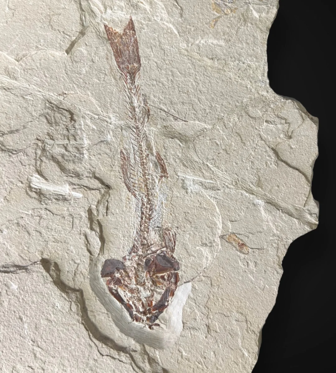 Marine Fossil Association Featuring 10” Shark - Image 6