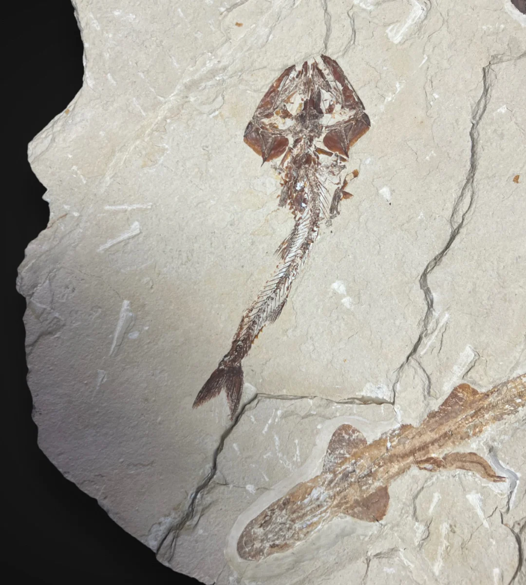 Marine Fossil Association Featuring 10” Shark - Image 7