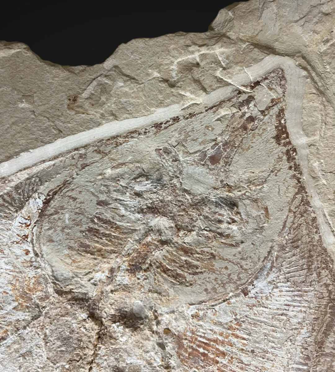 Marine Fossil Association Featuring 23.5” Ray - Image 3