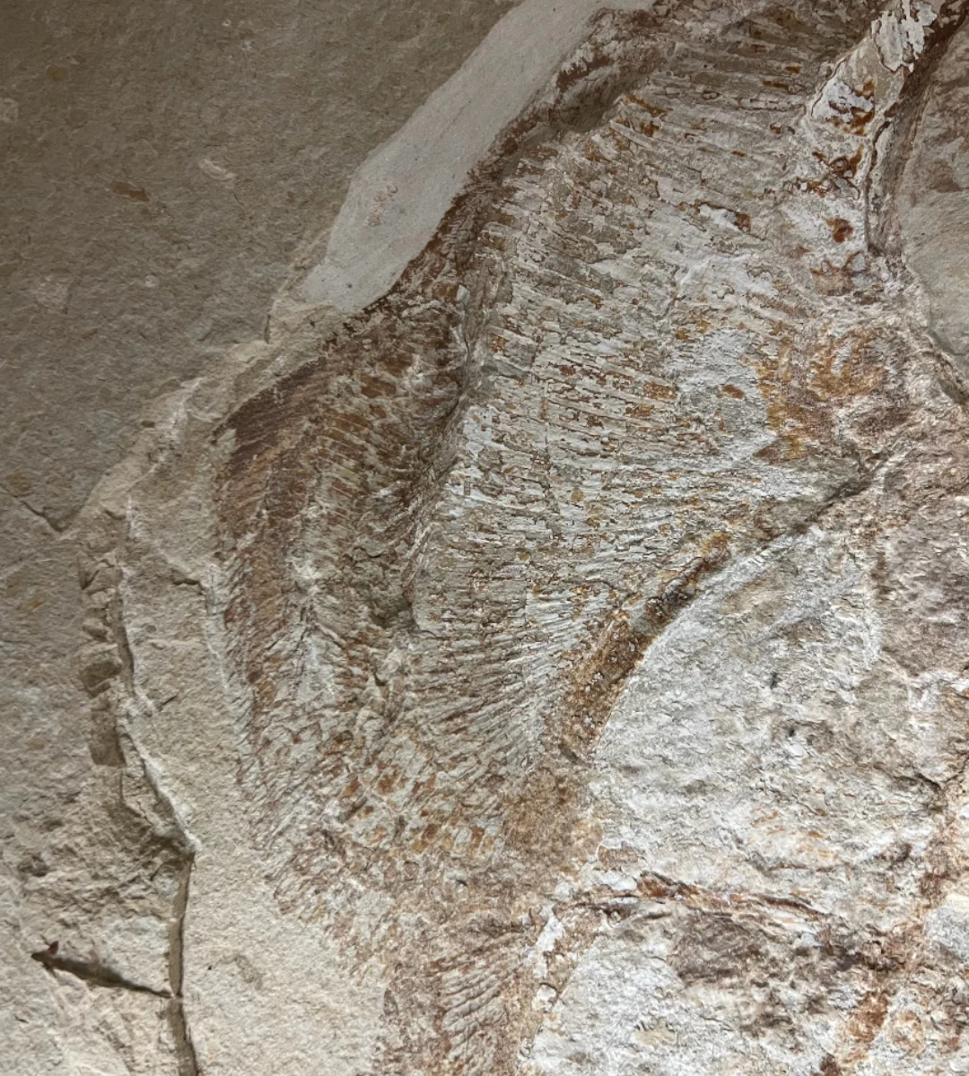 Marine Fossil Association Featuring 23.5” Ray - Image 4