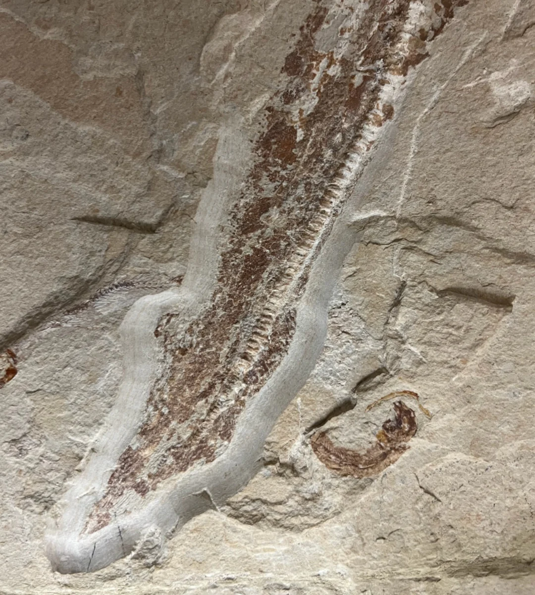 Marine Fossil Association Featuring 23.5” Ray - Image 6