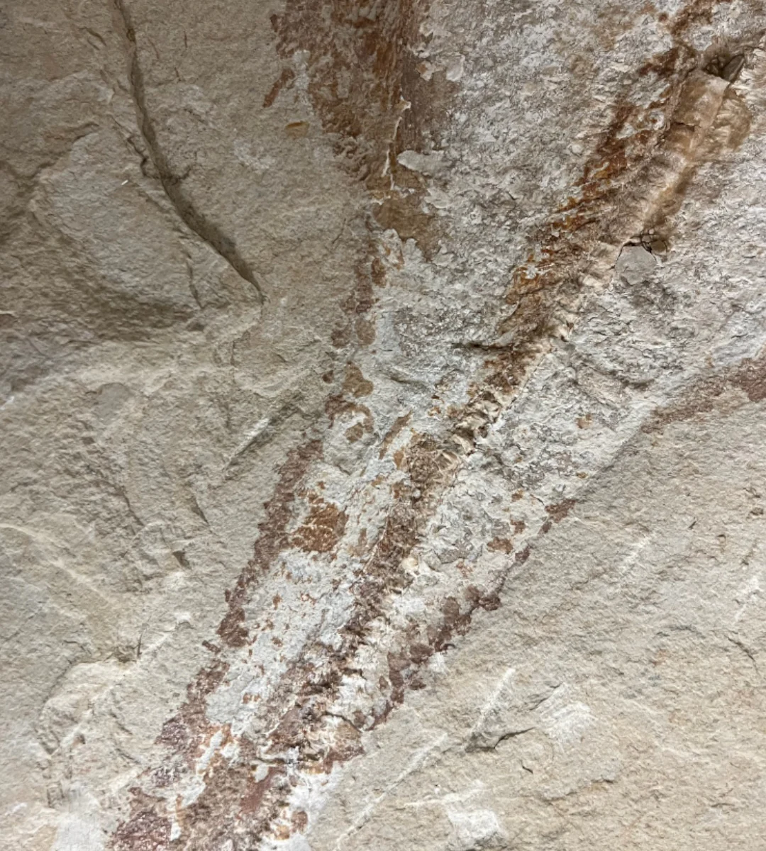 Marine Fossil Association Featuring 23.5” Ray - Image 7