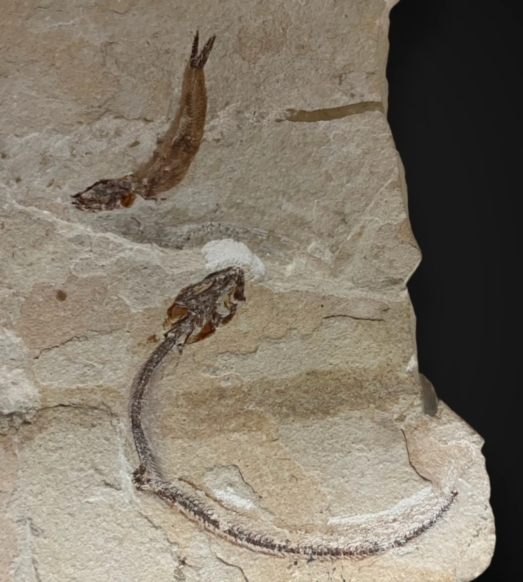 Marine Fossil Association Featuring 23.5” Ray - Image 8