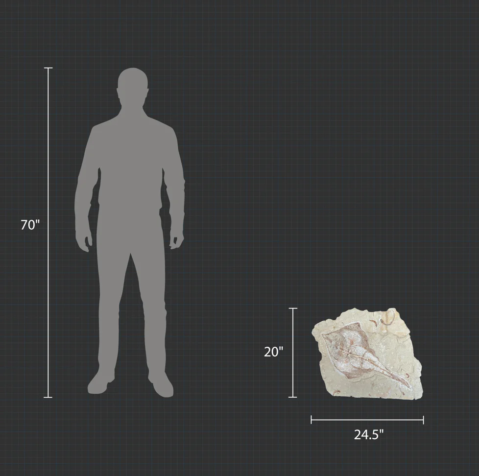 Marine Fossil Association Featuring 23.5” Ray - Image 9