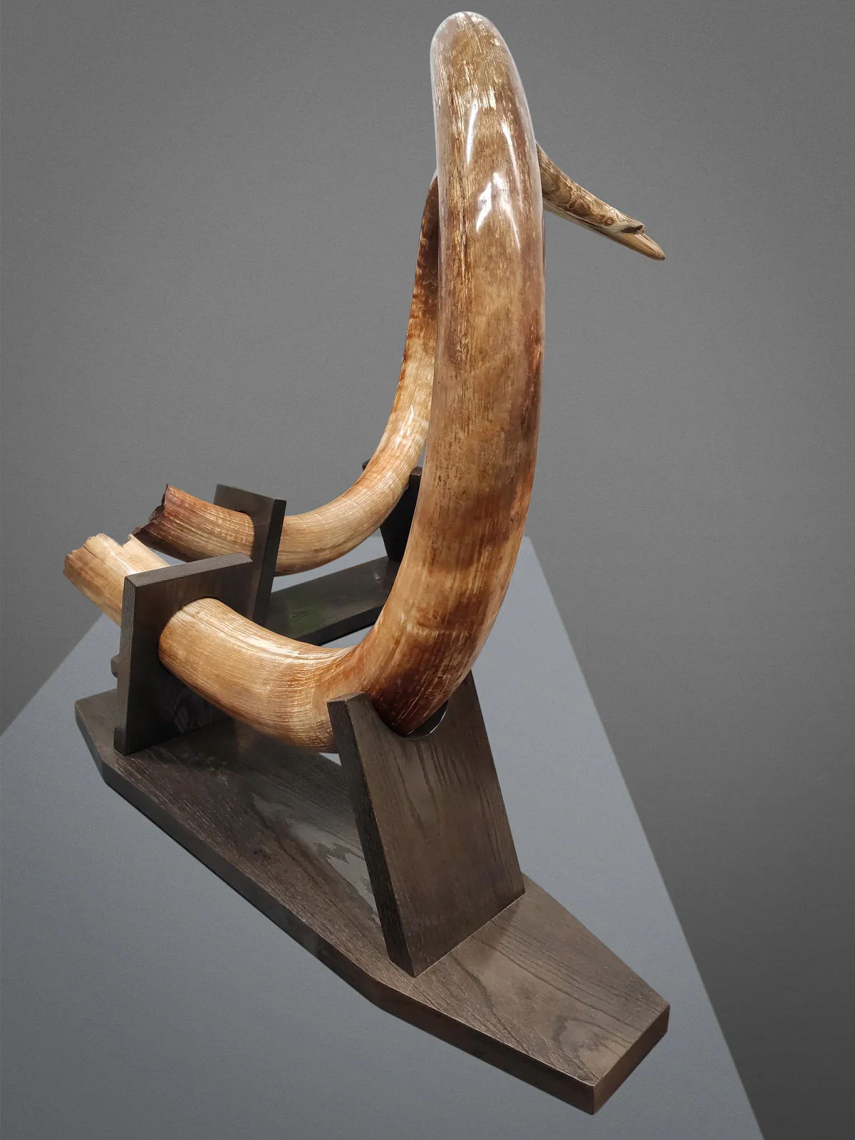 Matched Set of Mammoth Tusks - 9' / 164 lbs - Image 10