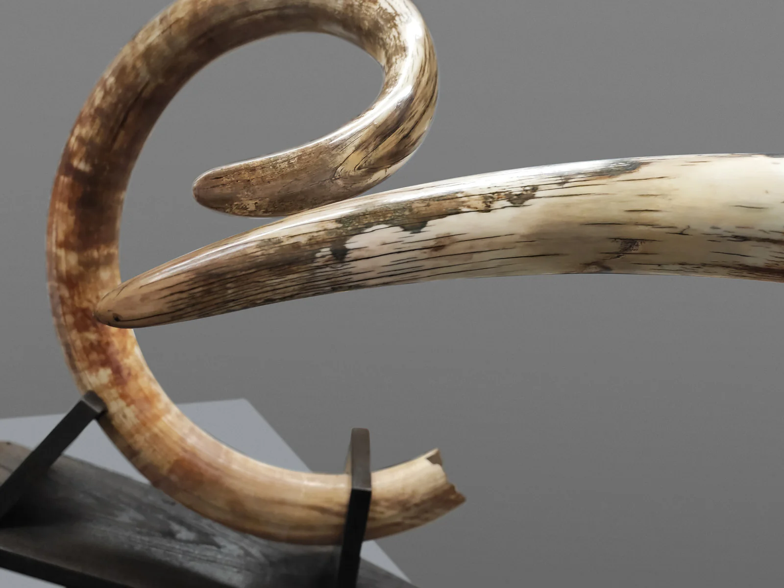 Matched Set of Mammoth Tusks - 9' / 164 lbs - Image 11