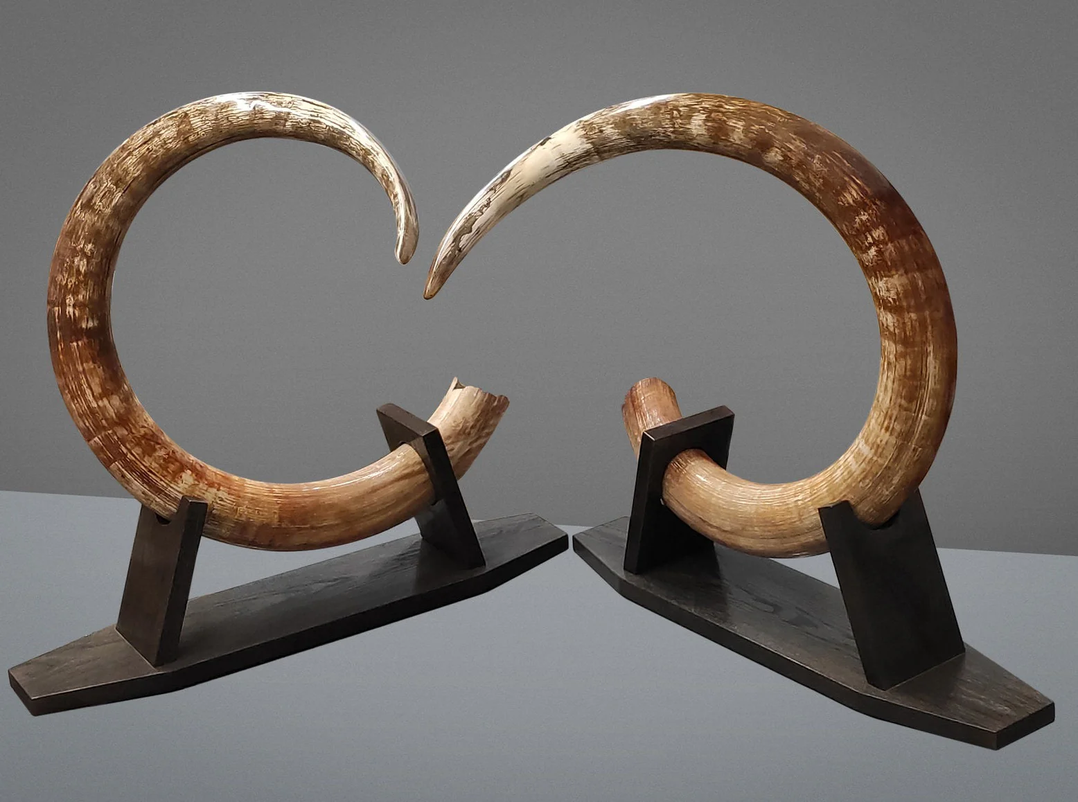 Matched Set of Mammoth Tusks - 9' / 164 lbs - Image 4