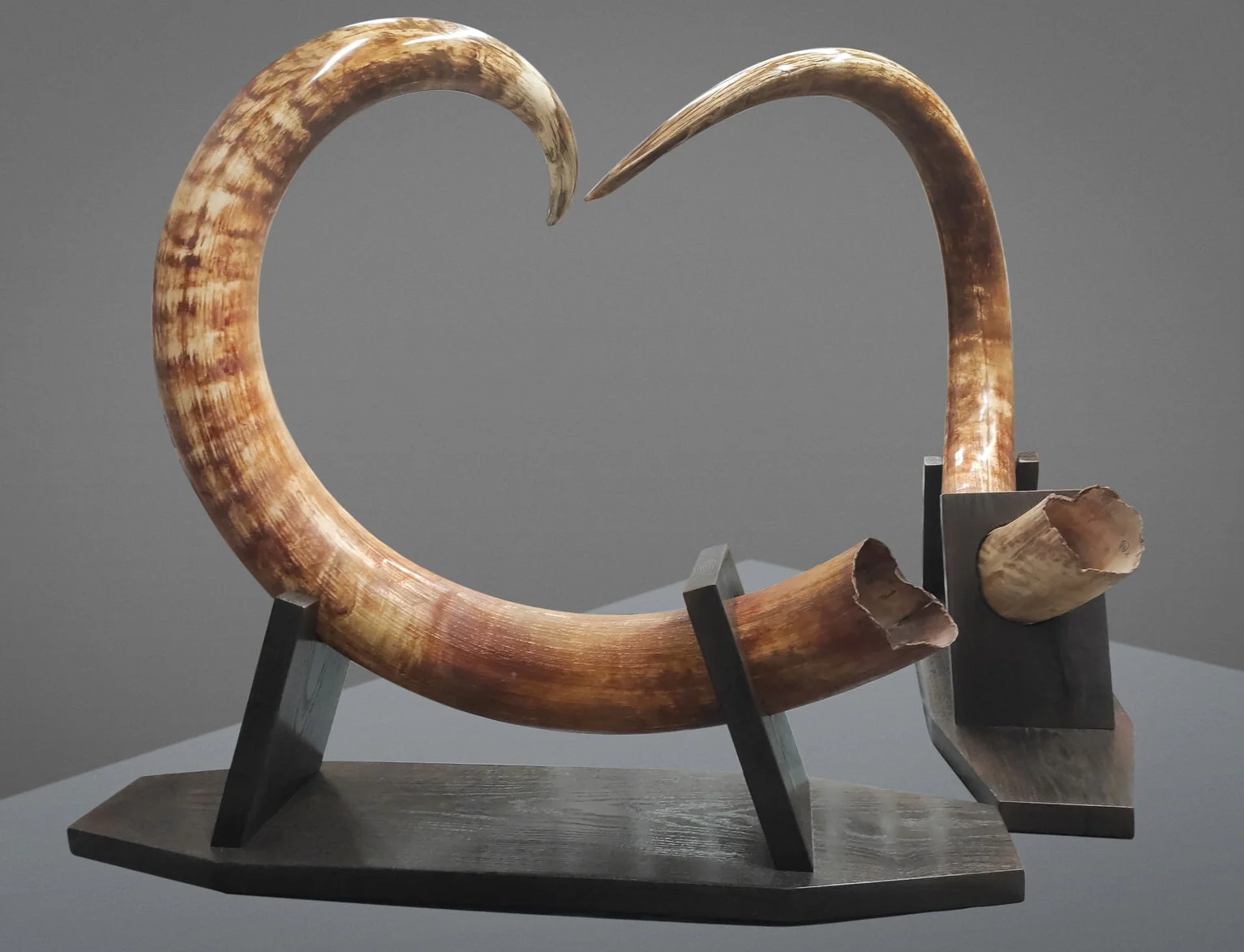Matched Set of Mammoth Tusks - 9' / 164 lbs - Image 5