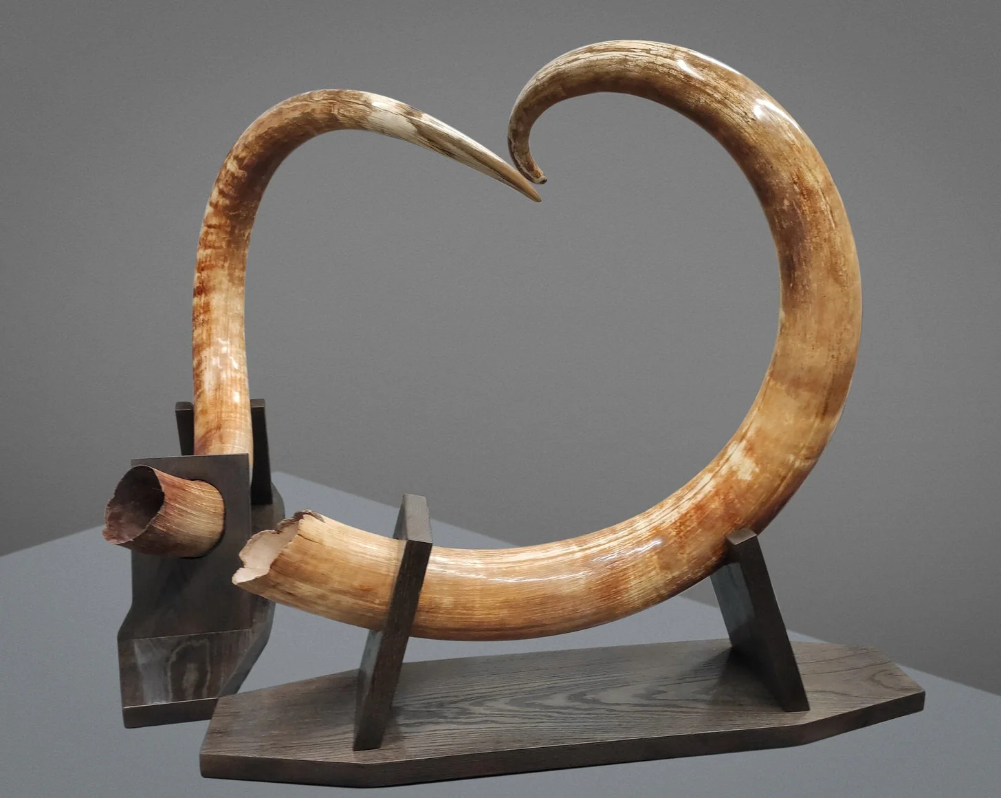 Matched Set of Mammoth Tusks - 9' / 164 lbs - Image 6
