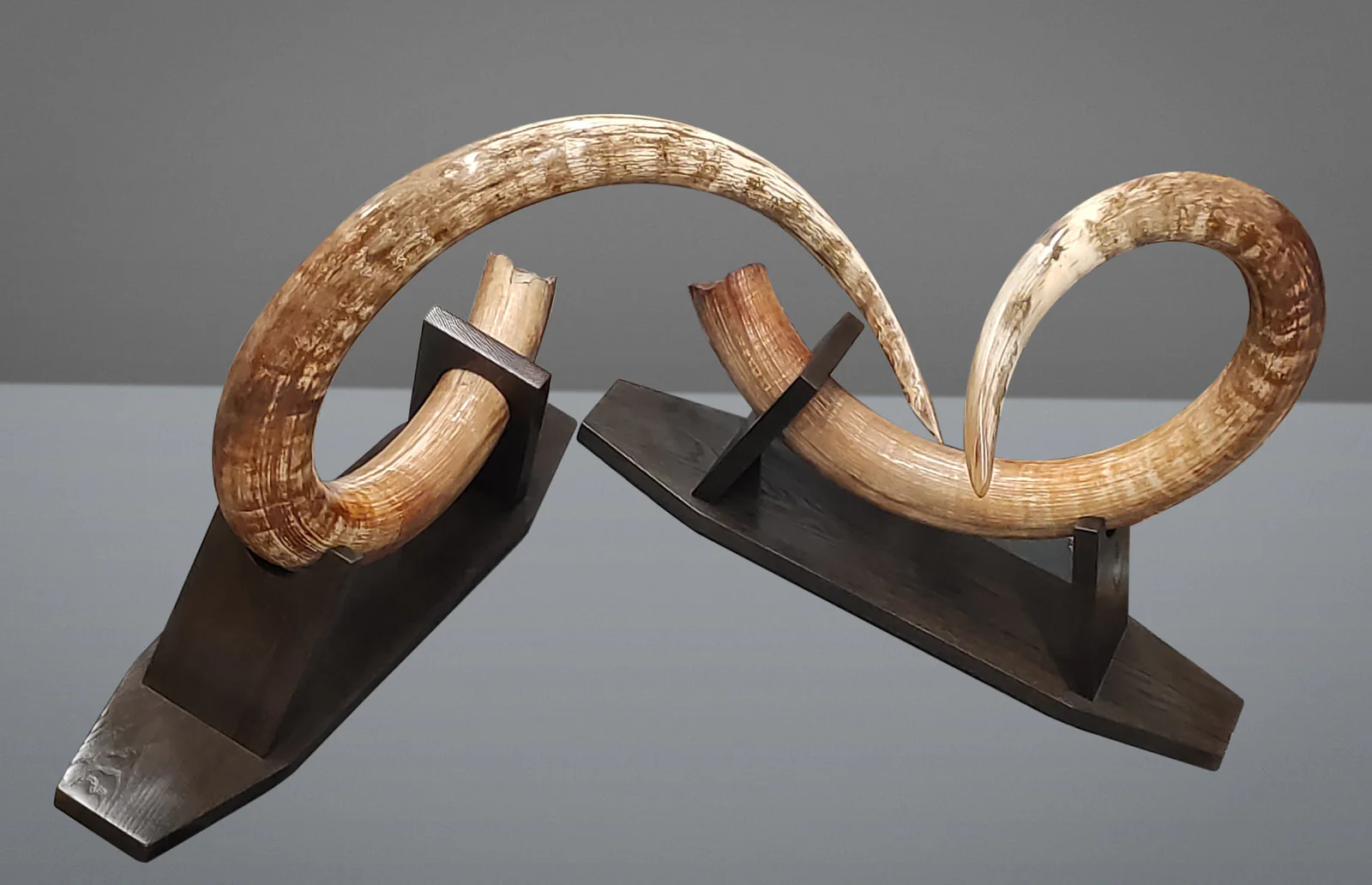 Matched Set of Mammoth Tusks - 9' / 164 lbs - Image 7
