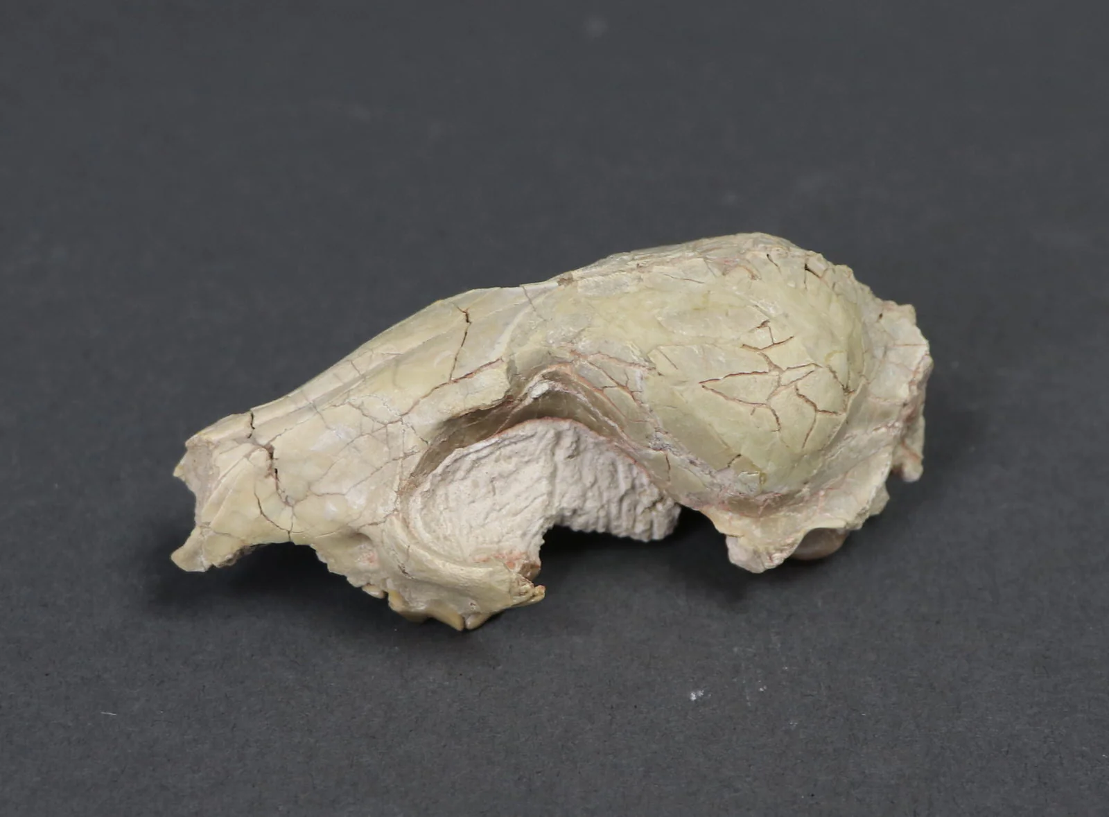 Oligocene Fox Skull, Hesperocyon - 3.6 inches - Image 3