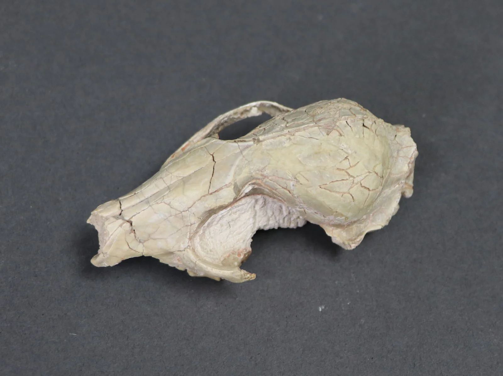 Oligocene Fox Skull, Hesperocyon - 3.6 inches - Image 4