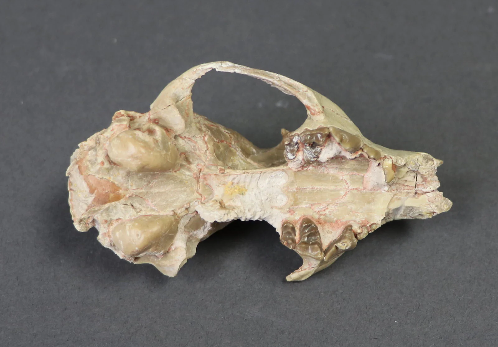 Oligocene Fox Skull, Hesperocyon - 3.6 inches - Image 5