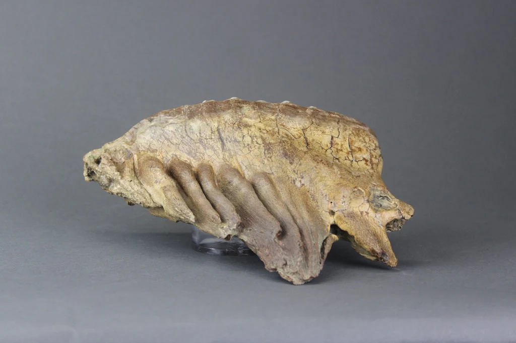 Pair of Beautiful Lower Woolly Mammoth Molars from Siberia - 7 inches - Image 3