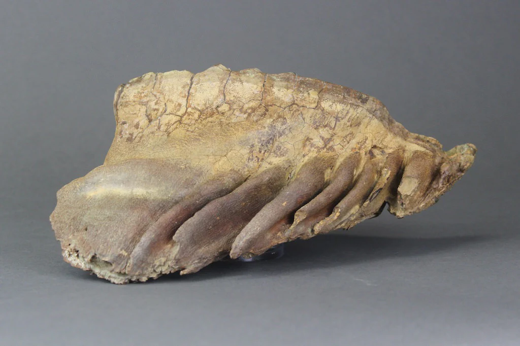 Pair of Beautiful Lower Woolly Mammoth Molars from Siberia - 7 inches - Image 5