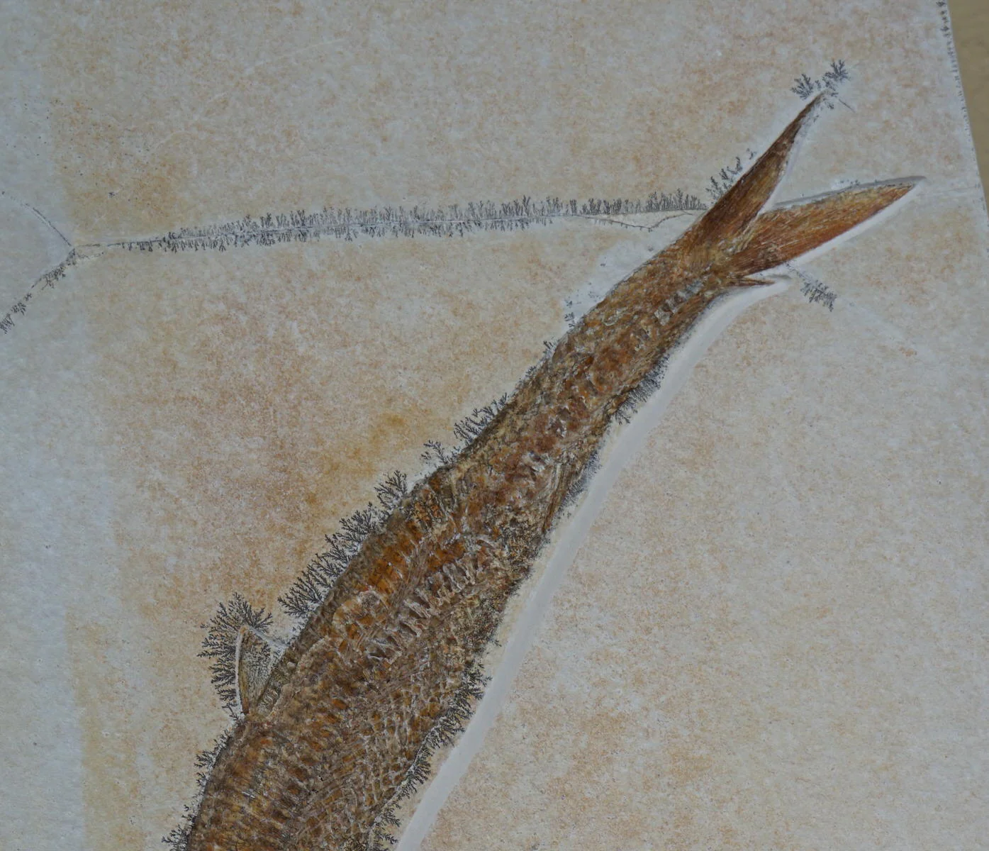 Pair of Solnhofen Fish - Aspidorhynchus - Image 10