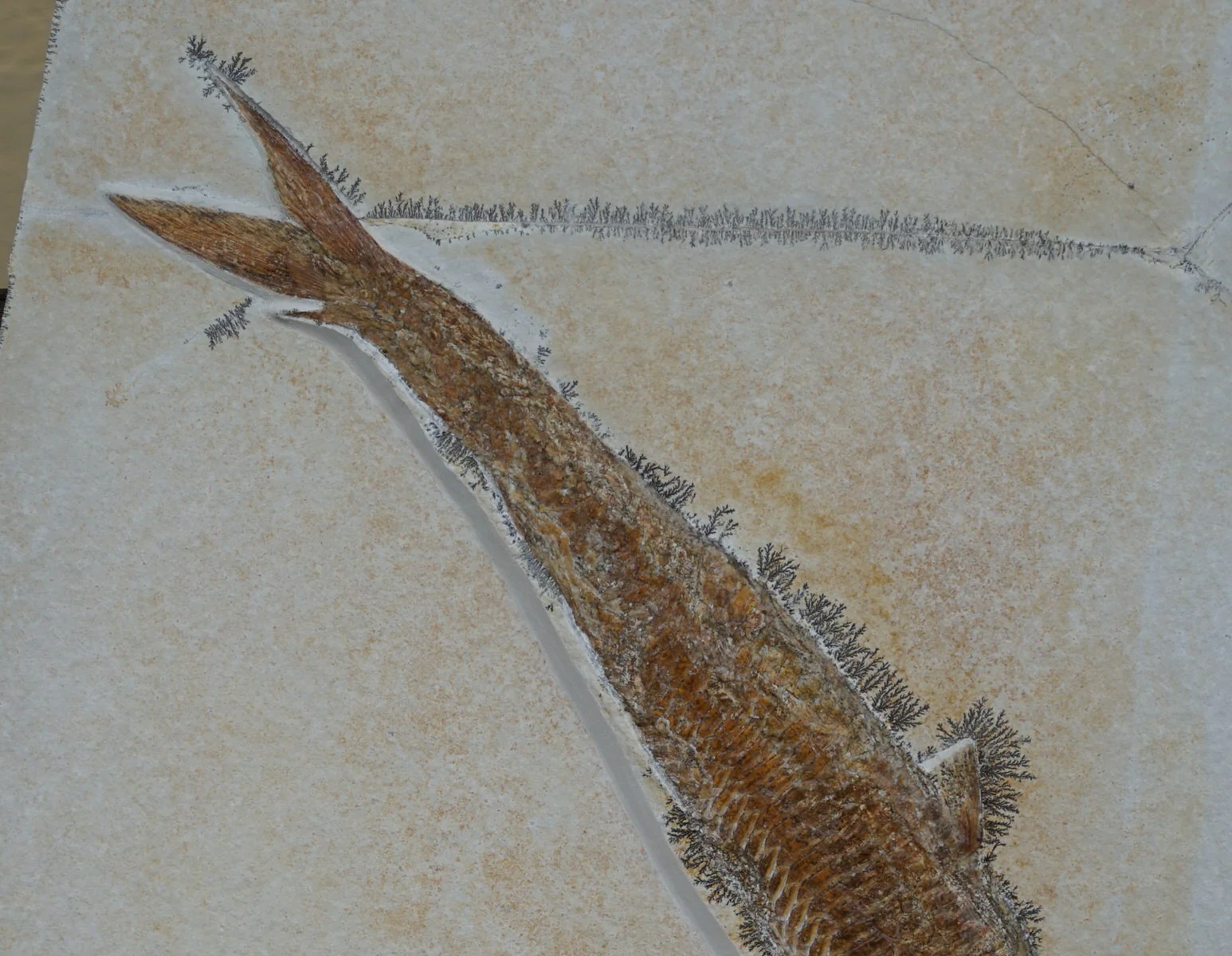 Pair of Solnhofen Fish - Aspidorhynchus - Image 11