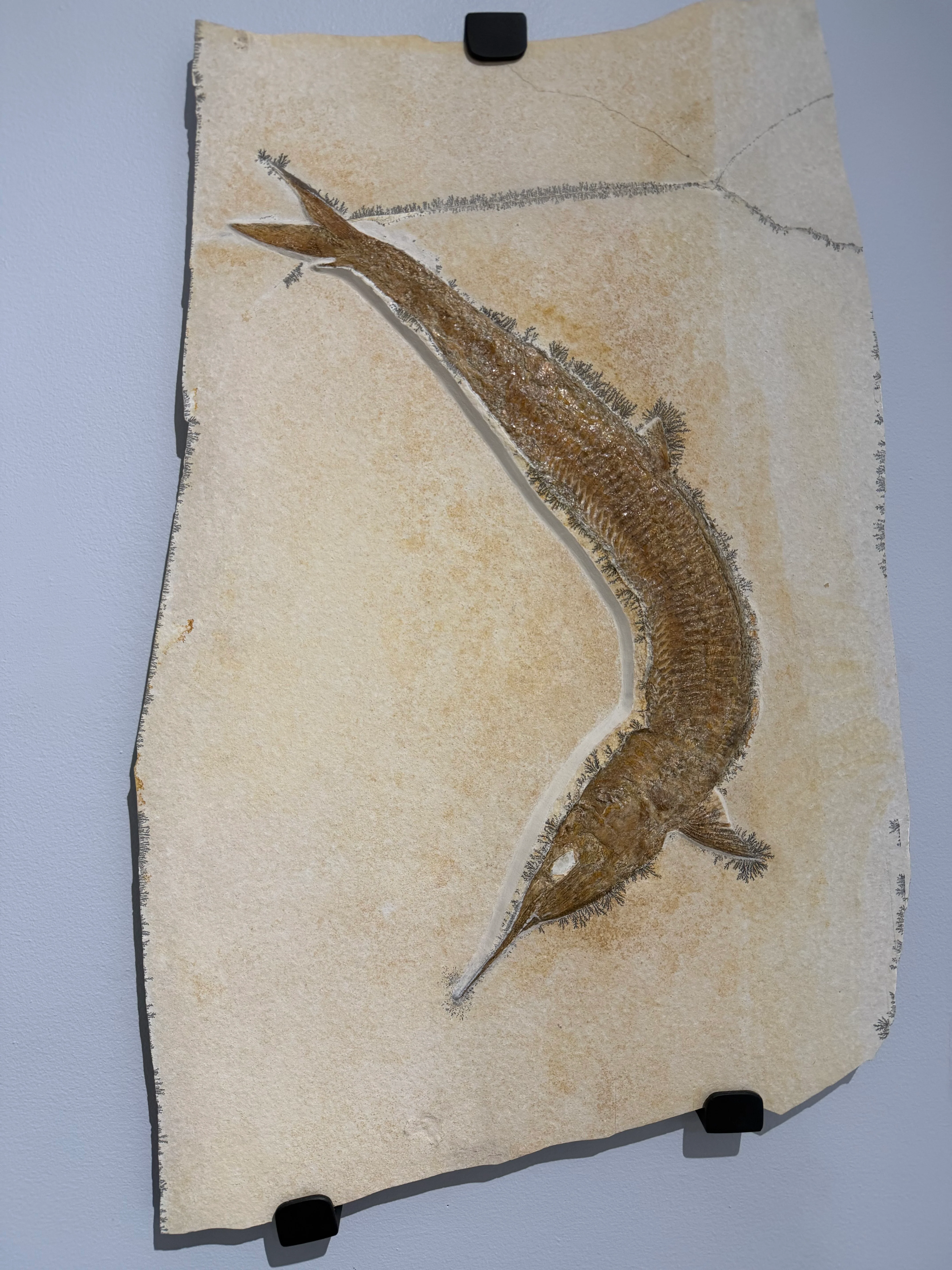 Pair of Solnhofen Fish - Aspidorhynchus - Image 3