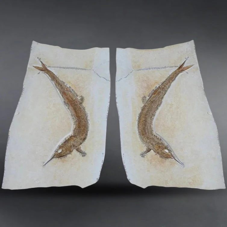 Pair of Solnhofen Fish - Aspidorhynchus - Image 4