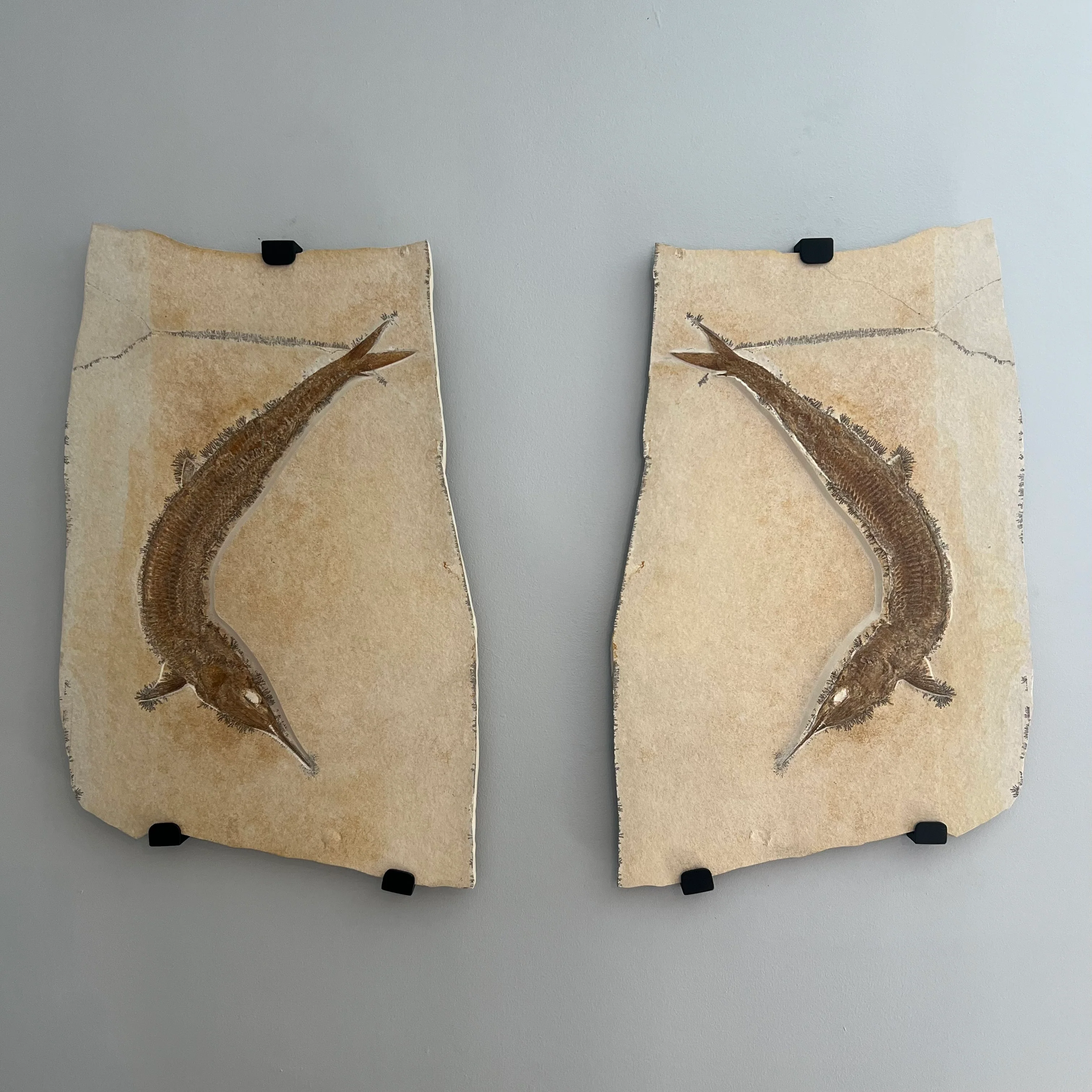 Pair of Solnhofen Fish - Aspidorhynchus - Image 5