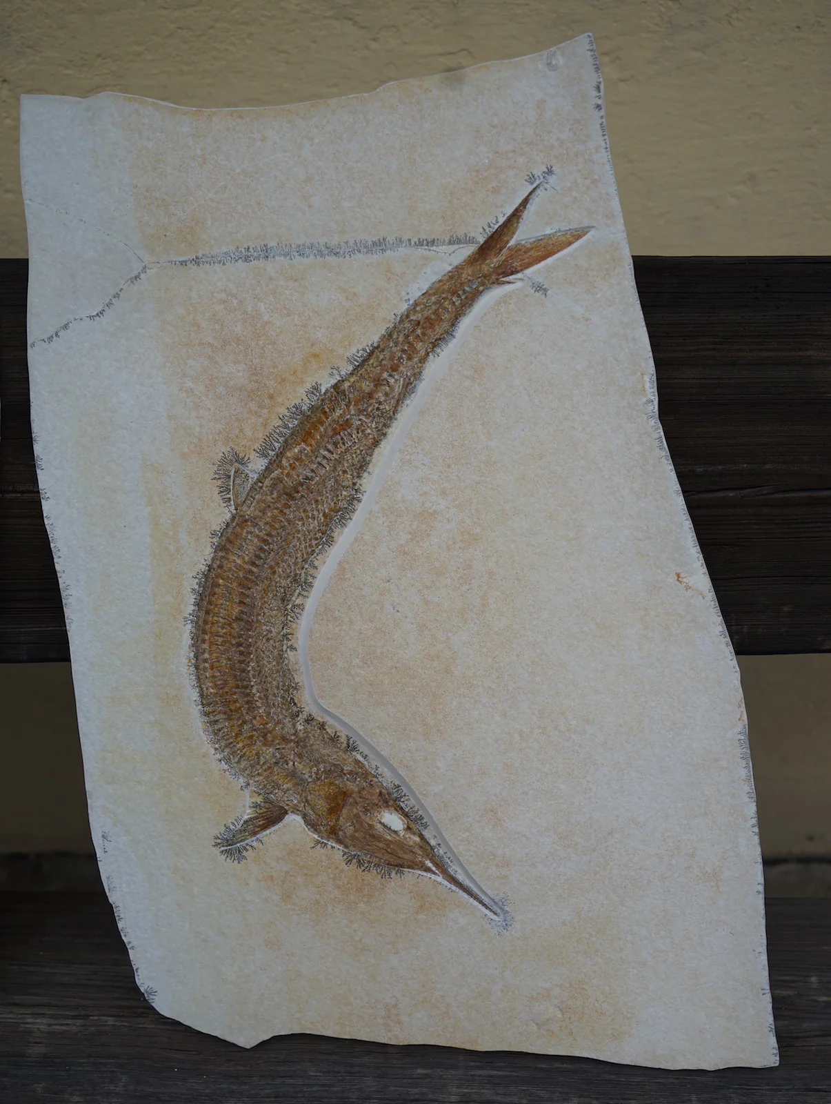 Pair of Solnhofen Fish - Aspidorhynchus - Image 6