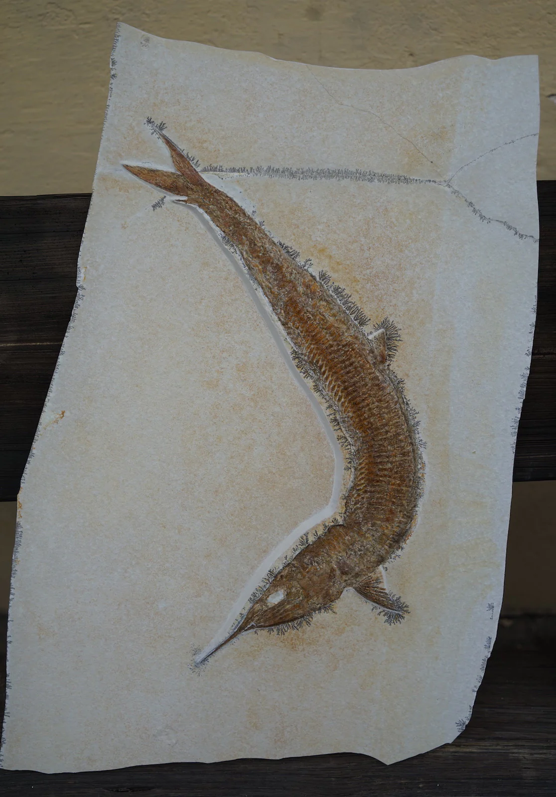 Pair of Solnhofen Fish - Aspidorhynchus - Image 7