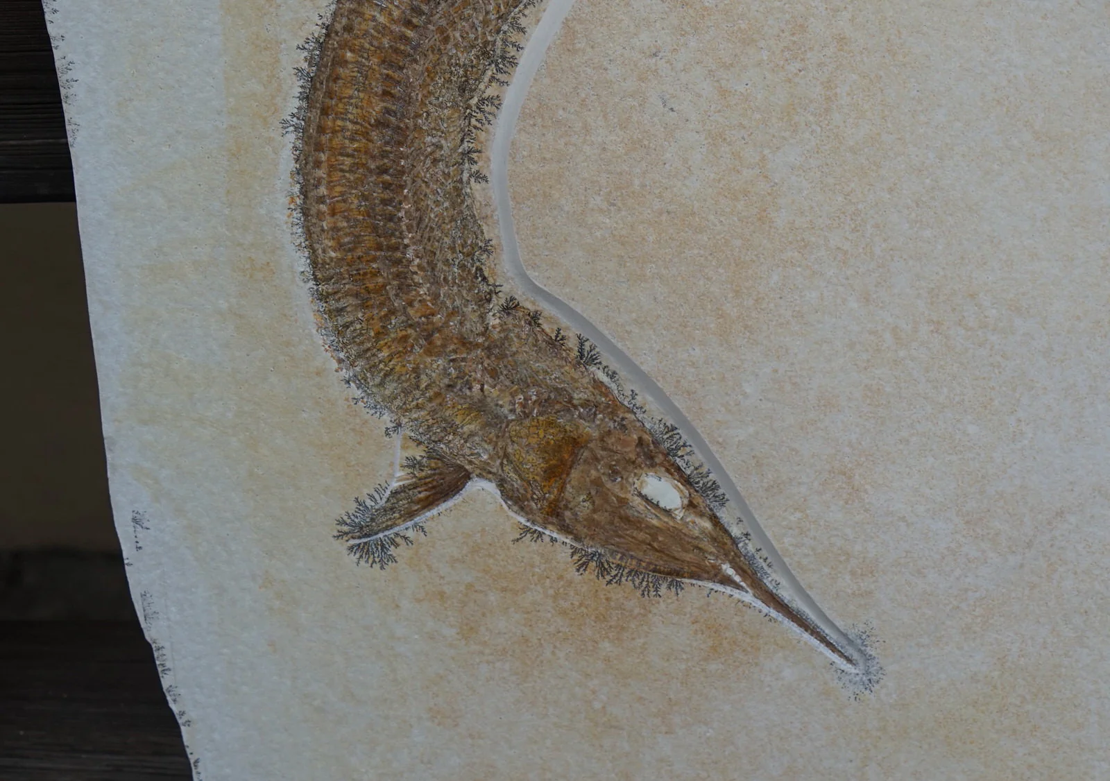 Pair of Solnhofen Fish - Aspidorhynchus - Image 8