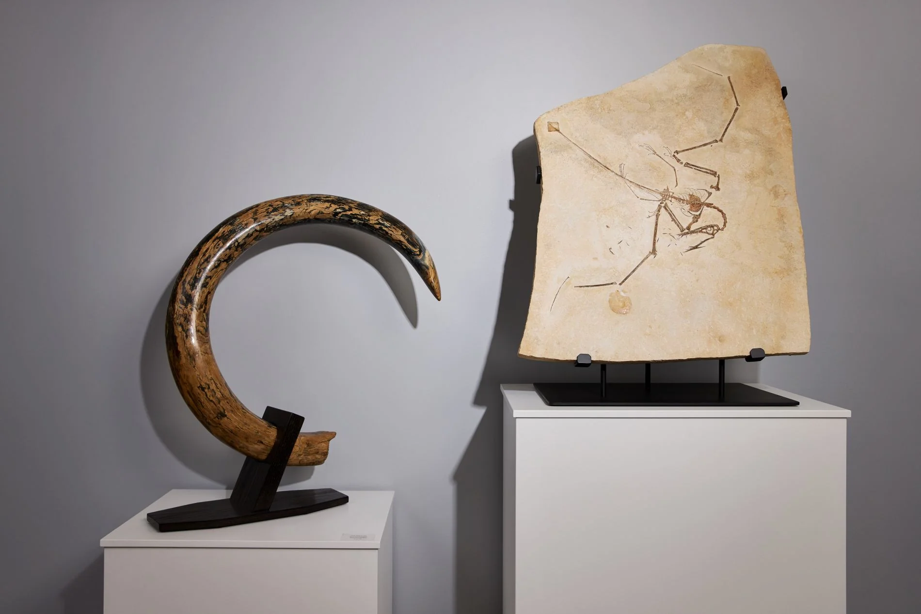 Pterosaur Skeleton - Image 4