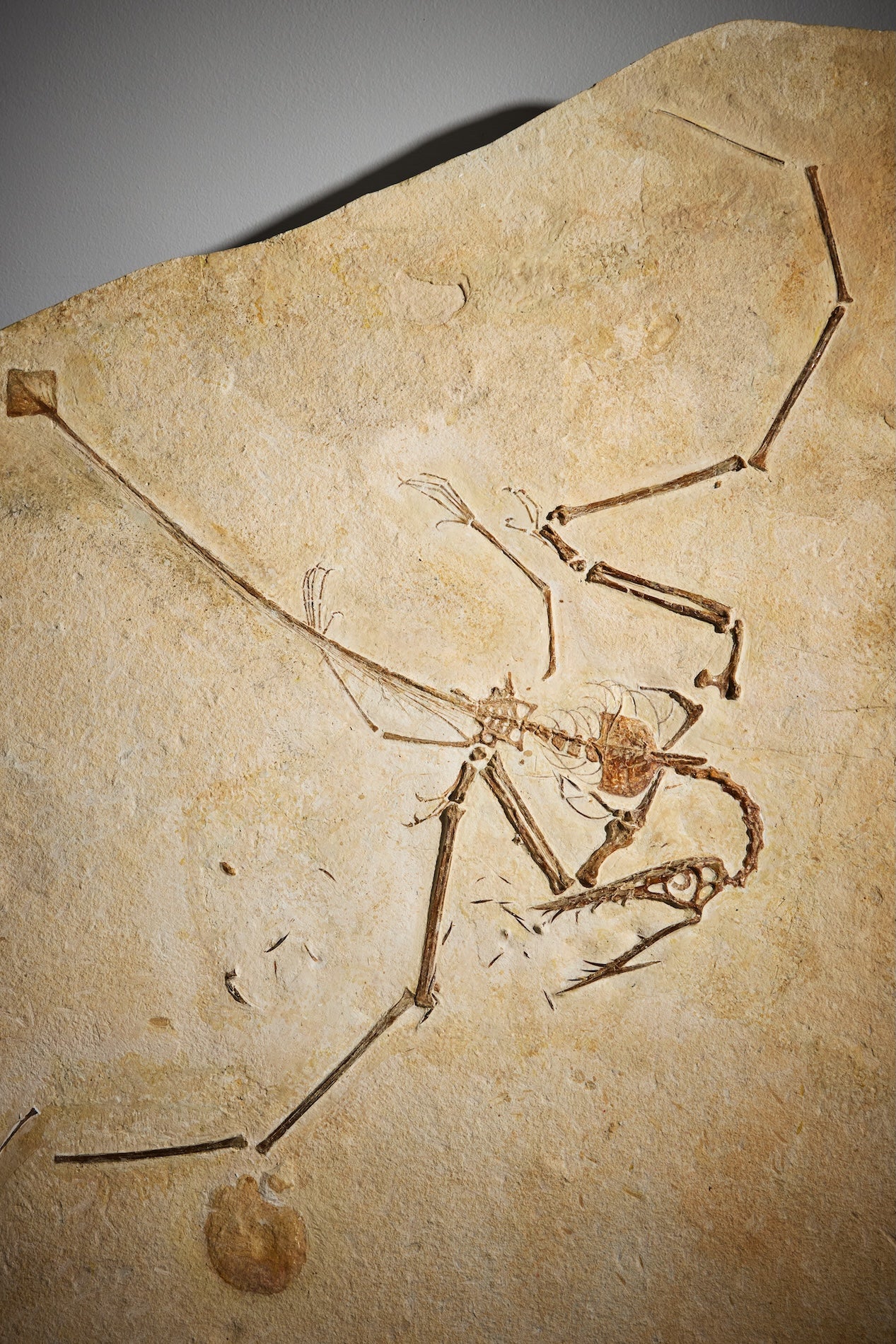 Pterosaur Skeleton - Image 5