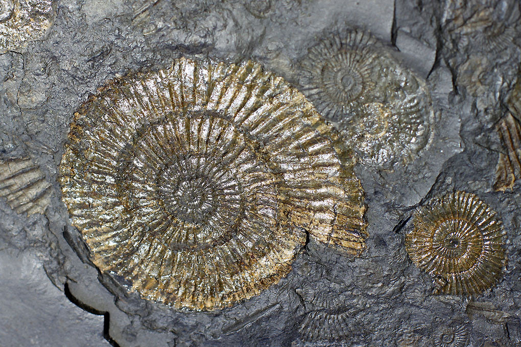Pyritized Ammonites - Holzmaden Shale, 3.54 feet - Image 10