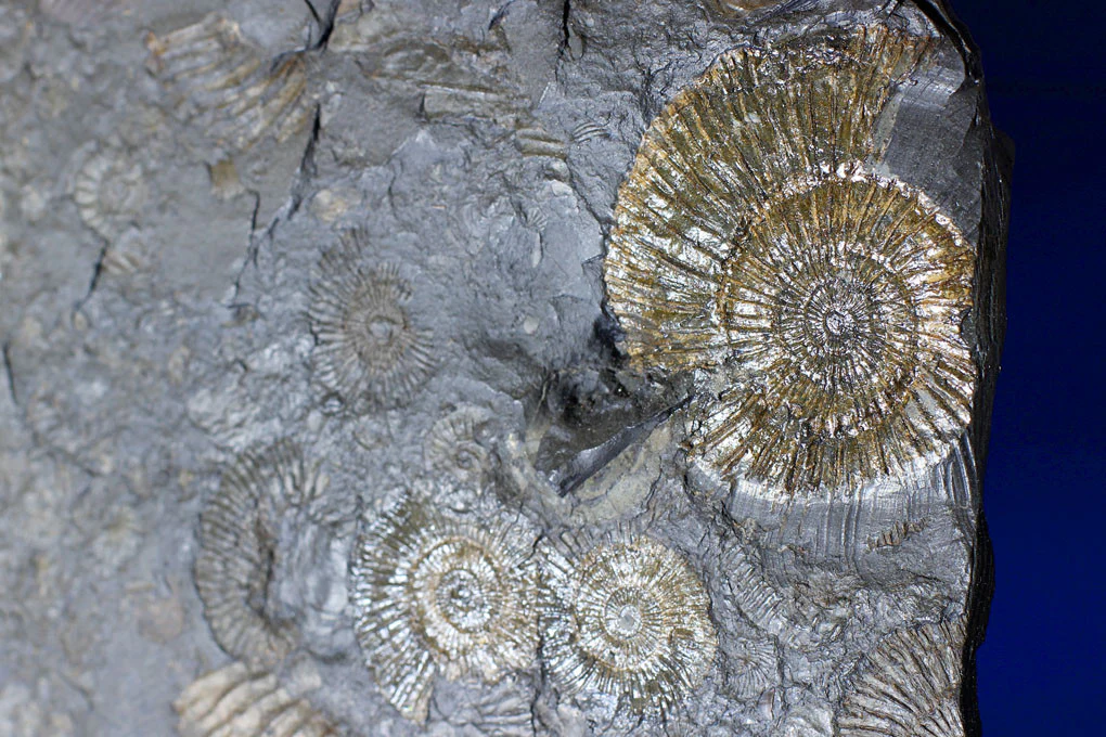 Pyritized Ammonites - Holzmaden Shale, 3.54 feet - Image 11