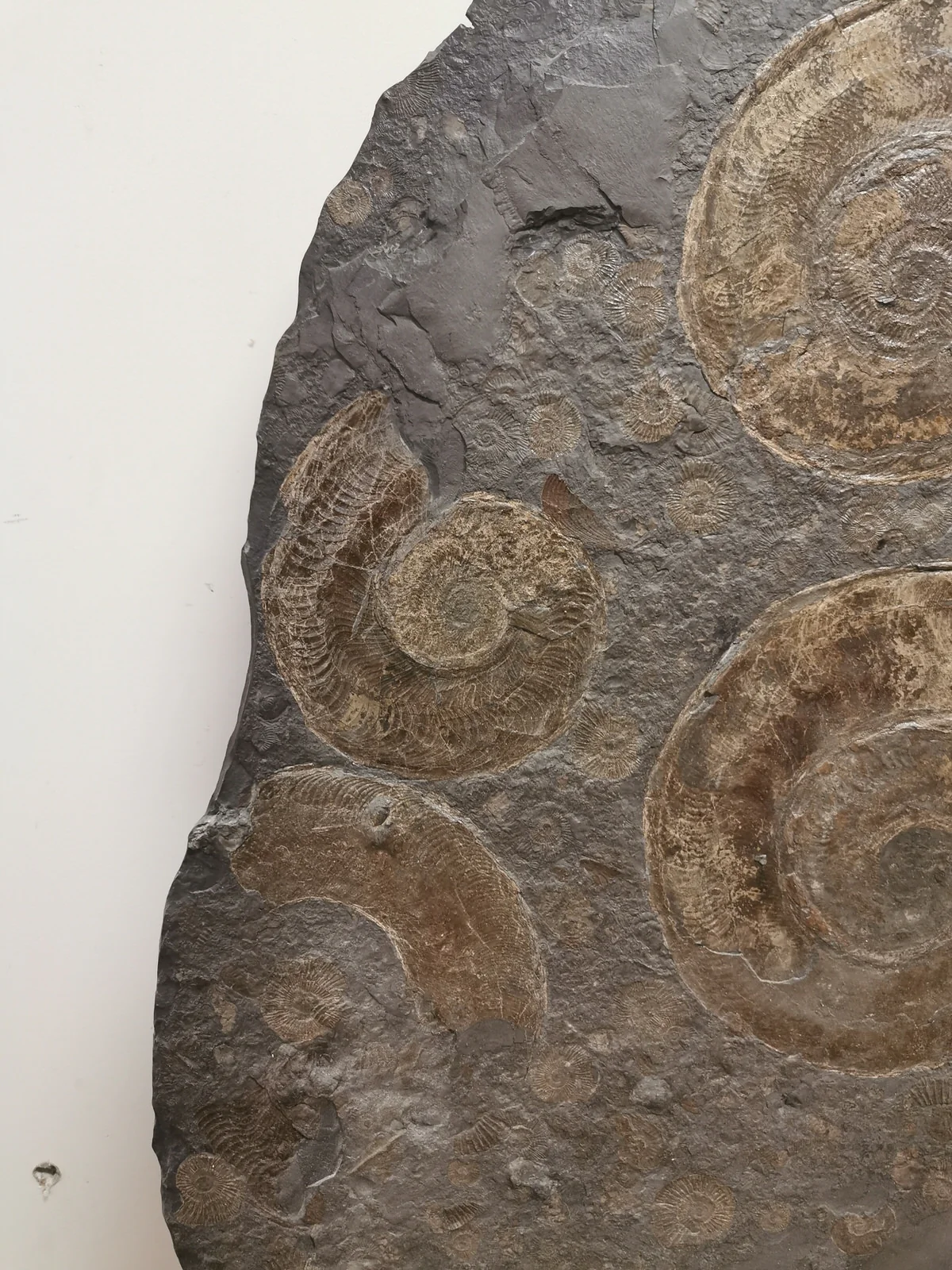 Pyritized Ammonites - Holzmaden Shale, 3.54 feet - Image 13