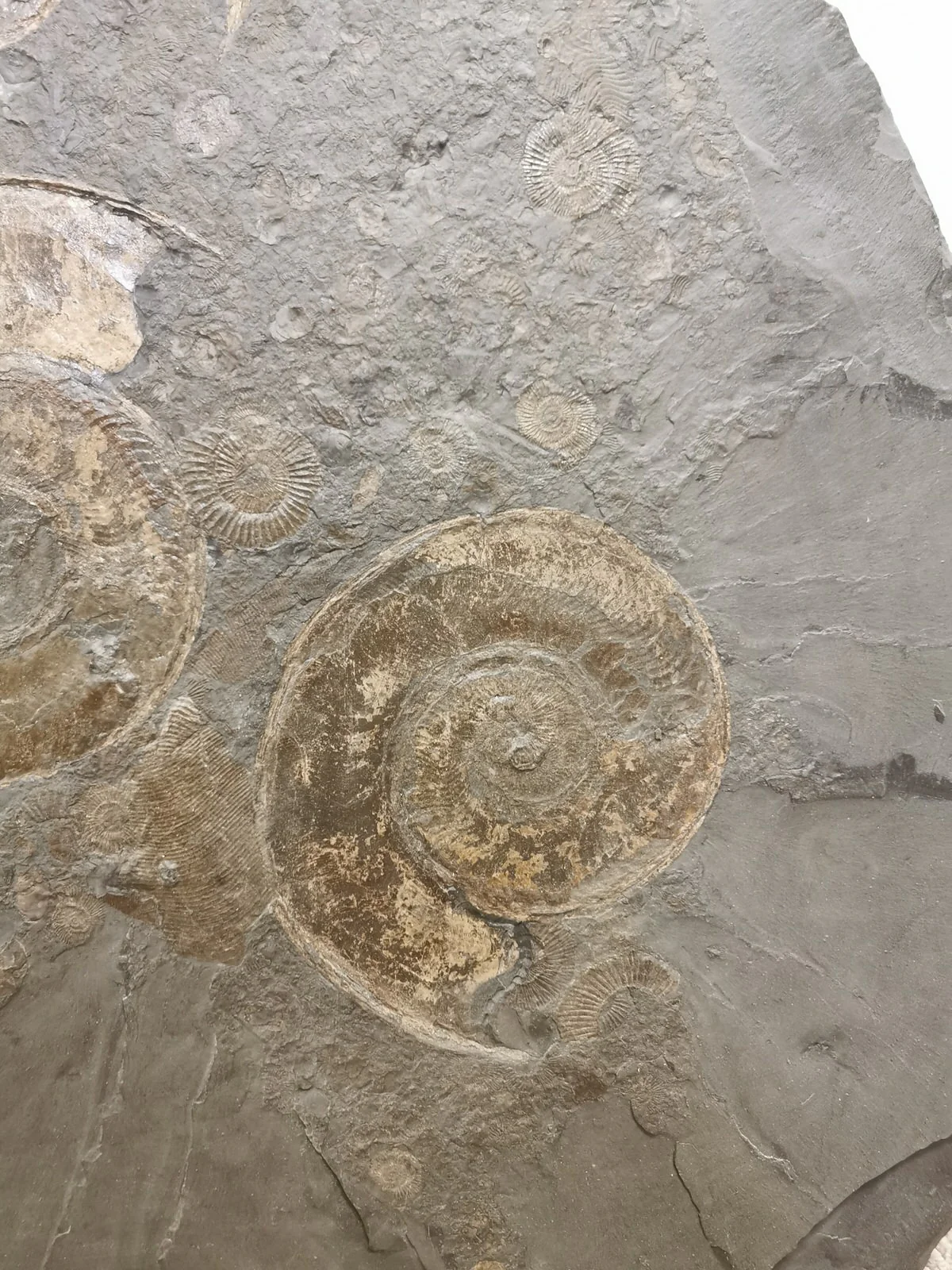 Pyritized Ammonites - Holzmaden Shale, 3.54 feet - Image 14