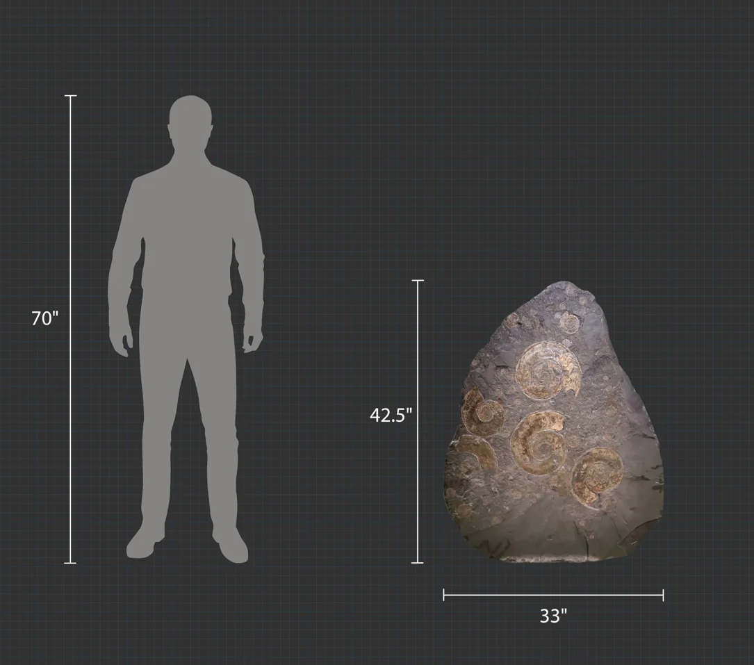 Pyritized Ammonites - Holzmaden Shale, 3.54 feet - Image 3