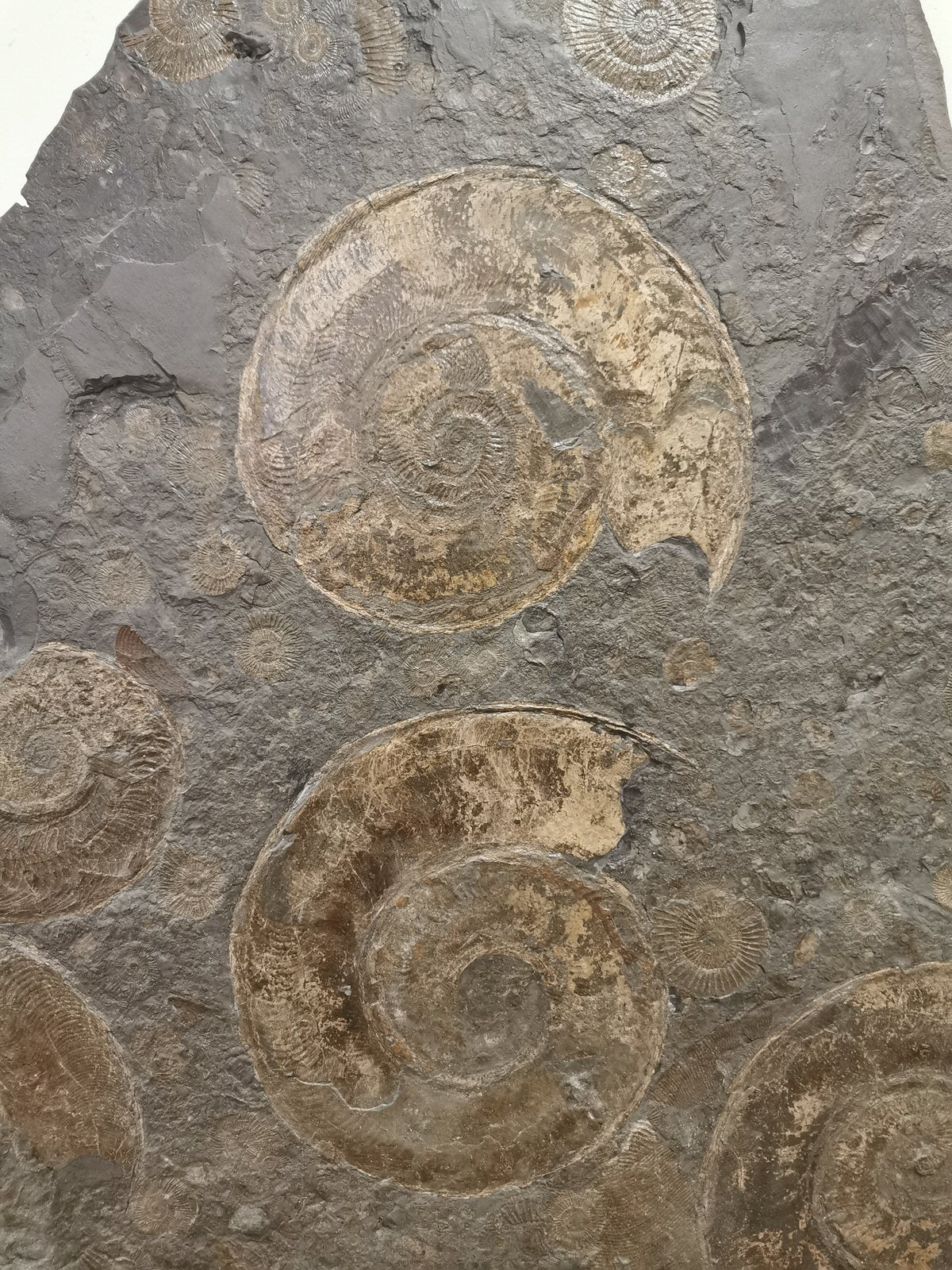Pyritized Ammonites - Holzmaden Shale, 3.54 feet - Image 4
