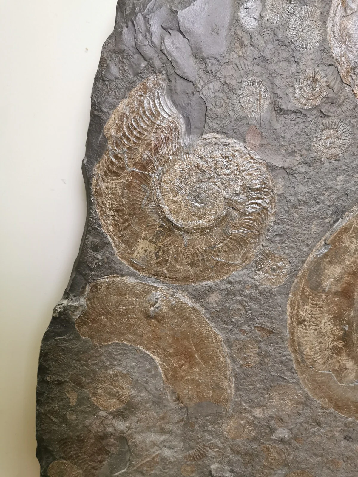 Pyritized Ammonites - Holzmaden Shale, 3.54 feet - Image 5