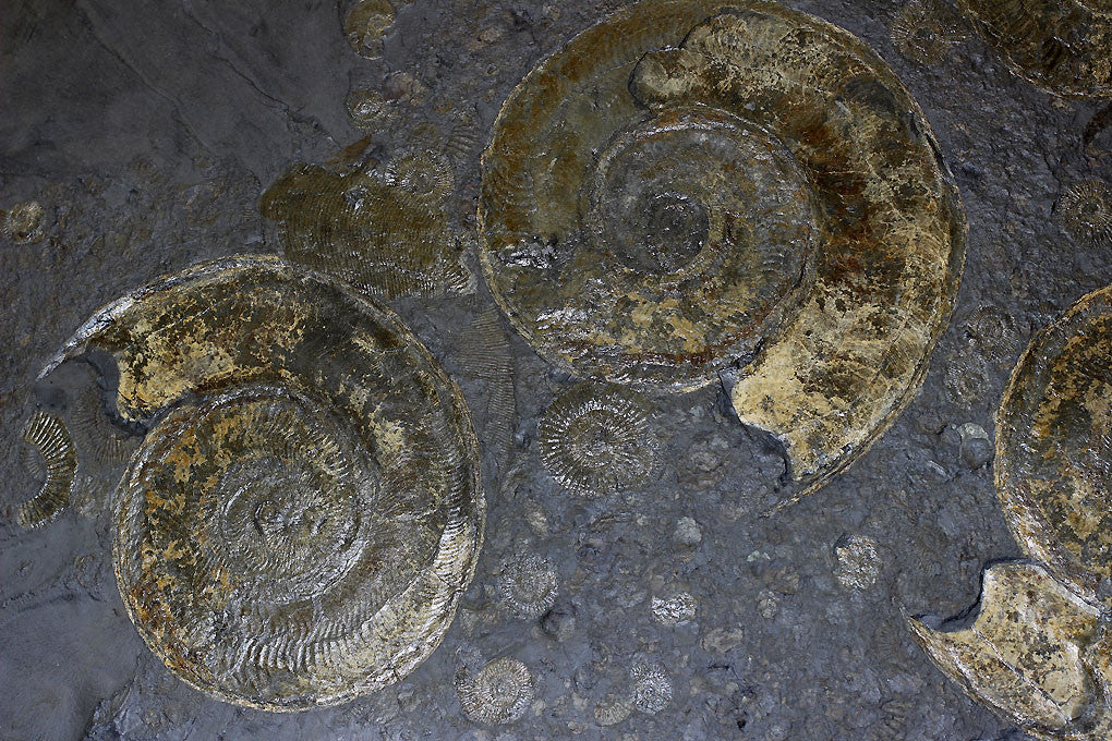Pyritized Ammonites - Holzmaden Shale, 3.54 feet - Image 6