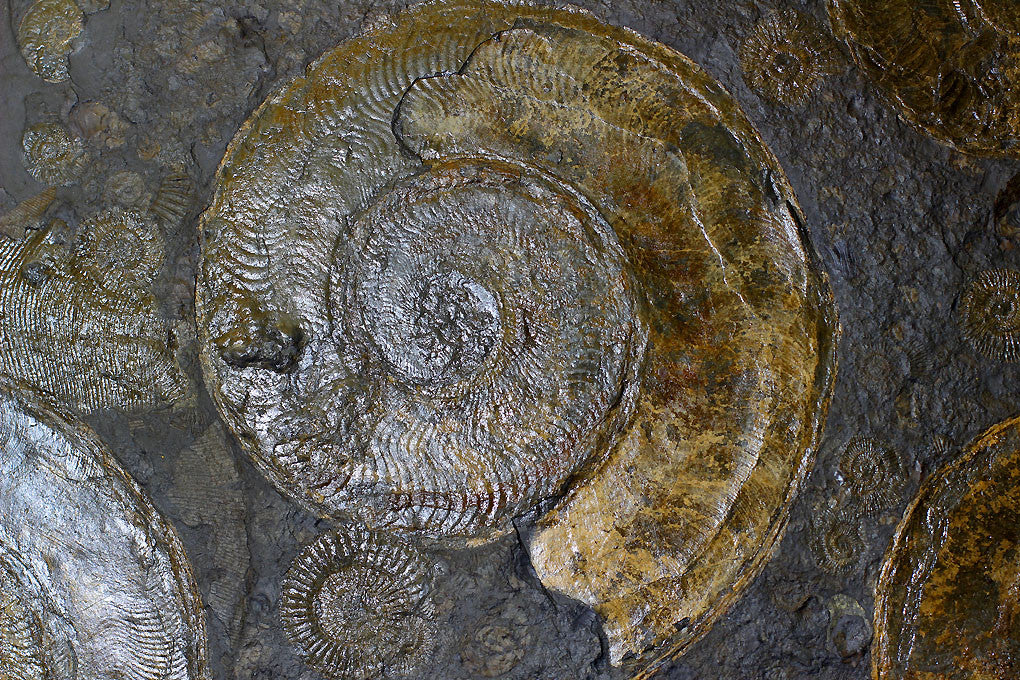Pyritized Ammonites - Holzmaden Shale, 3.54 feet - Image 7