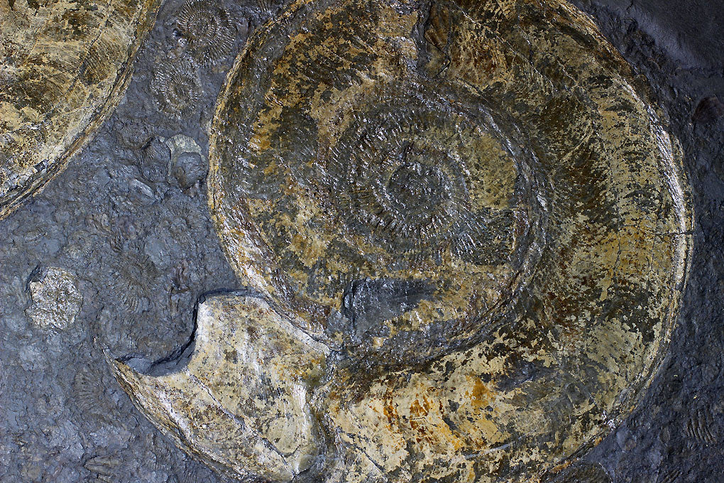 Pyritized Ammonites - Holzmaden Shale, 3.54 feet - Image 8