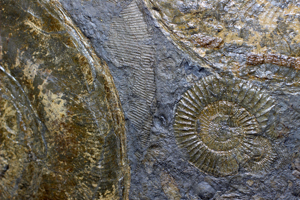 Pyritized Ammonites - Holzmaden Shale, 3.54 feet - Image 9