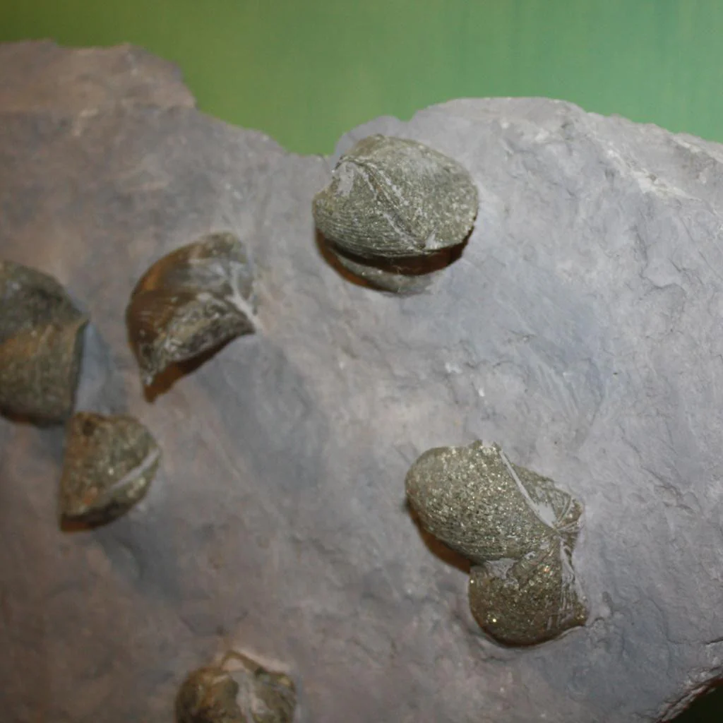 Pyritized Brachiopods - Image 3