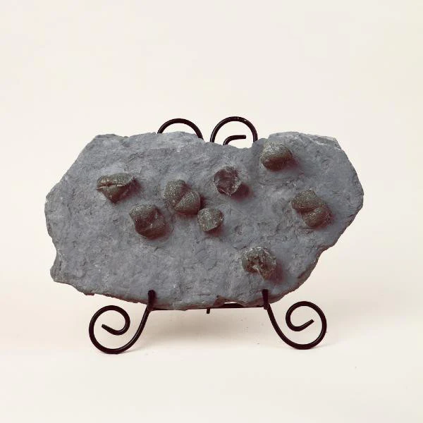 Pyritized Brachiopods - Image 4