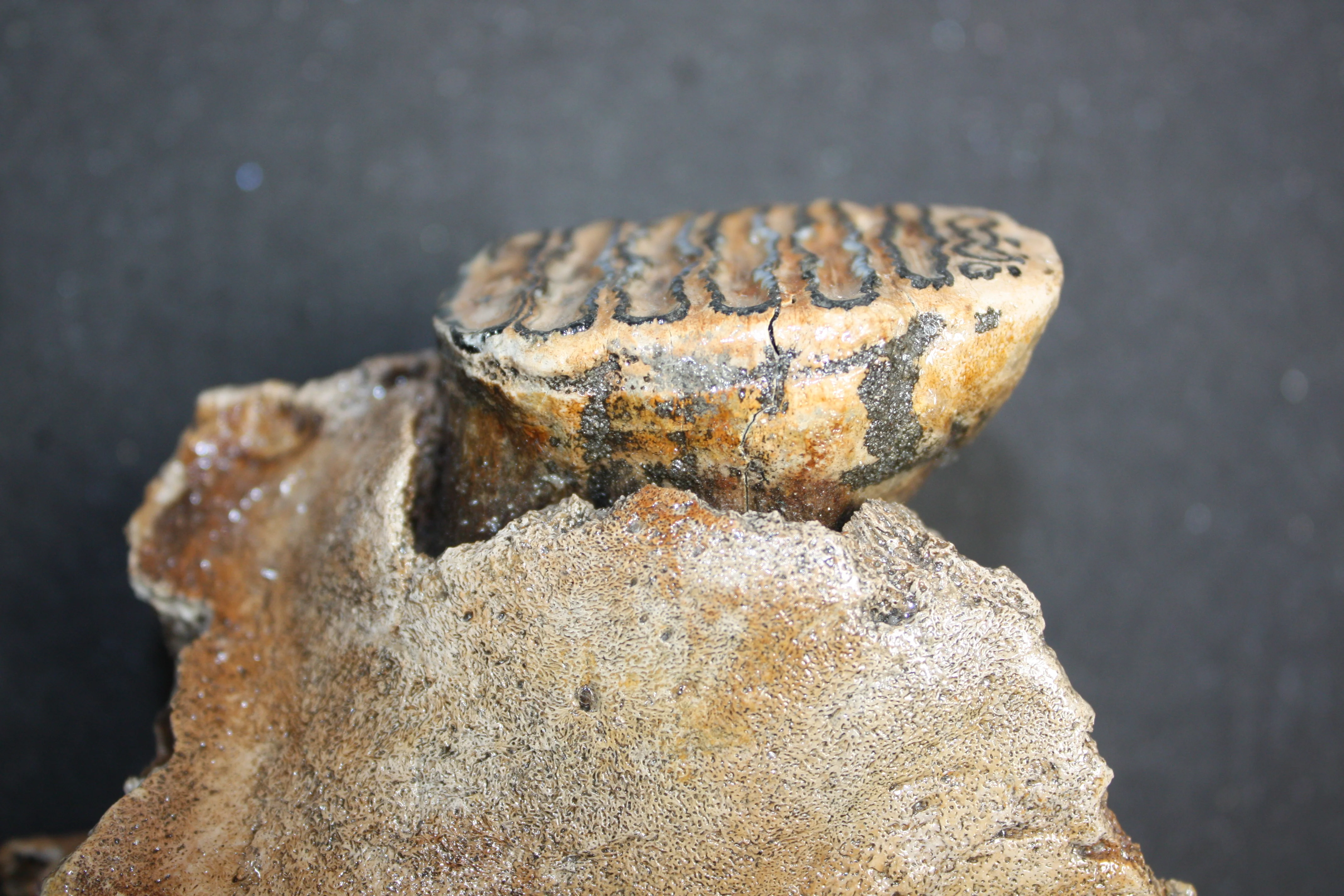 Rare Baby Woolly Mammoth Jaw with P3 Tooth, Holland - Image 3