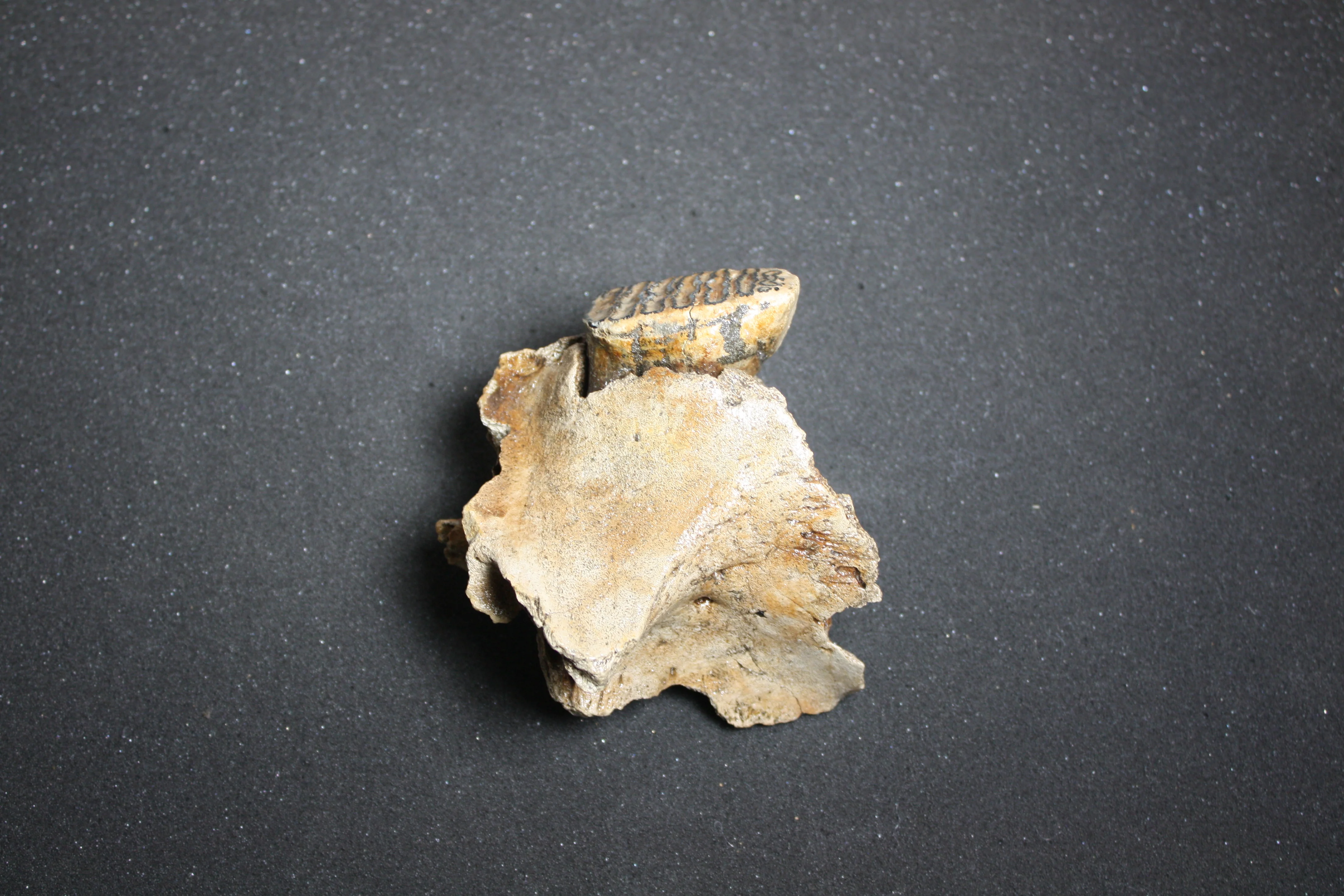 Rare Baby Woolly Mammoth Jaw with P3 Tooth, Holland - Image 4